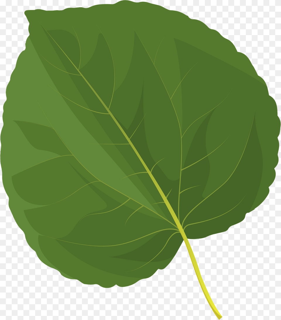 Katsura Tree Summer Leaf Clipart, Plant, Oak, Sycamore Png Image