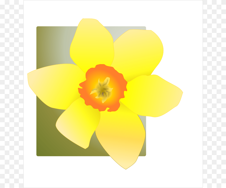 Kattekrab Daffodil, Flower, Plant Png