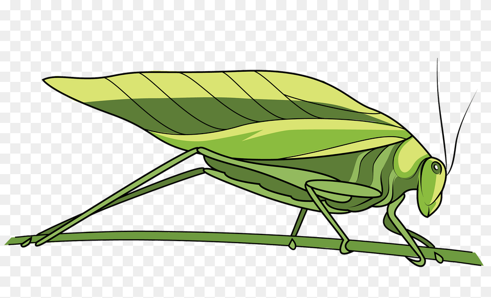 Katydid Leaf Bug Clipart, Animal, Grasshopper, Insect, Invertebrate Png Image