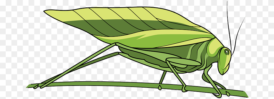 Katydid Leaf Bug Clipart Leaf Bug Clipart, Animal, Grasshopper, Insect, Invertebrate Free Png Download