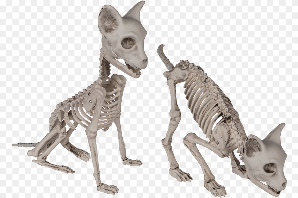 Katzen Skelett Oben, Skeleton, Animal, Cat, Mammal Png Image