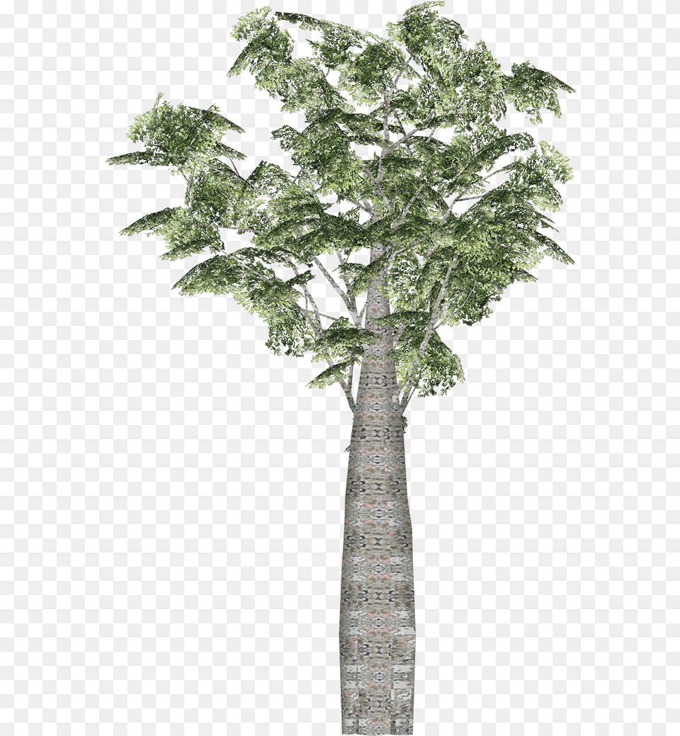 Kauri Wiki, Oak, Plant, Sycamore, Tree Free Png