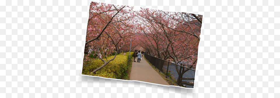 Kawazukawazu Riverbank Cherry Blossom, Outdoors, Plant, Flower, Garden Free Png