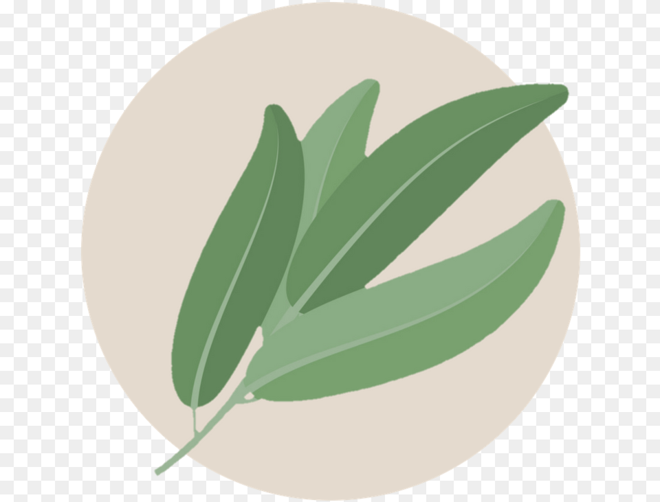 Kayla Arthur, Herbal, Herbs, Leaf, Plant Png Image