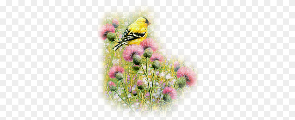 Kaz Creations Birds Bird Paysage Scenery Bird, Animal, Flower, Plant, Finch Free Transparent Png