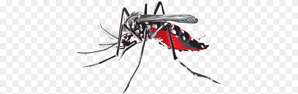 Kb Dengue Mosquito Image, Animal, Insect, Invertebrate Free Png Download
