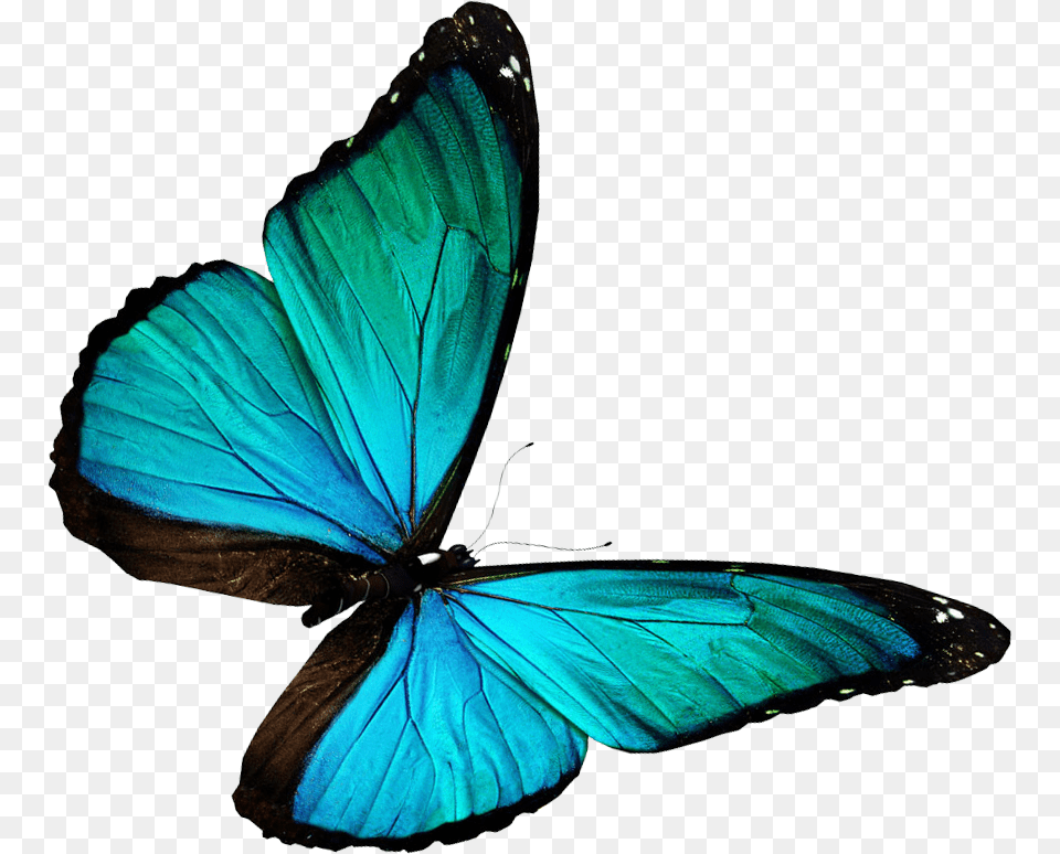 Kb V Butterfly, Animal, Insect, Invertebrate Free Png