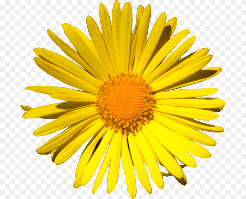 Kb V Srecan Rodjendan Drugarice Slike, Daisy, Flower, Petal, Plant Free Png