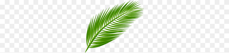 Kbyte Gallery Palm Leaves, Leaf, Plant, Green, Fern Free Transparent Png
