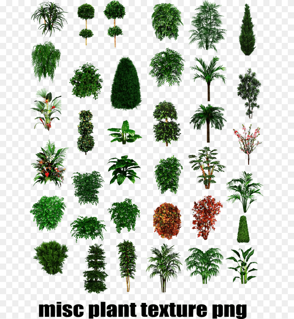 Kbyte Interesting Pixel Widescreen Architectural Plants Images, Vegetation, Tree, Potted Plant, Plant Free Transparent Png
