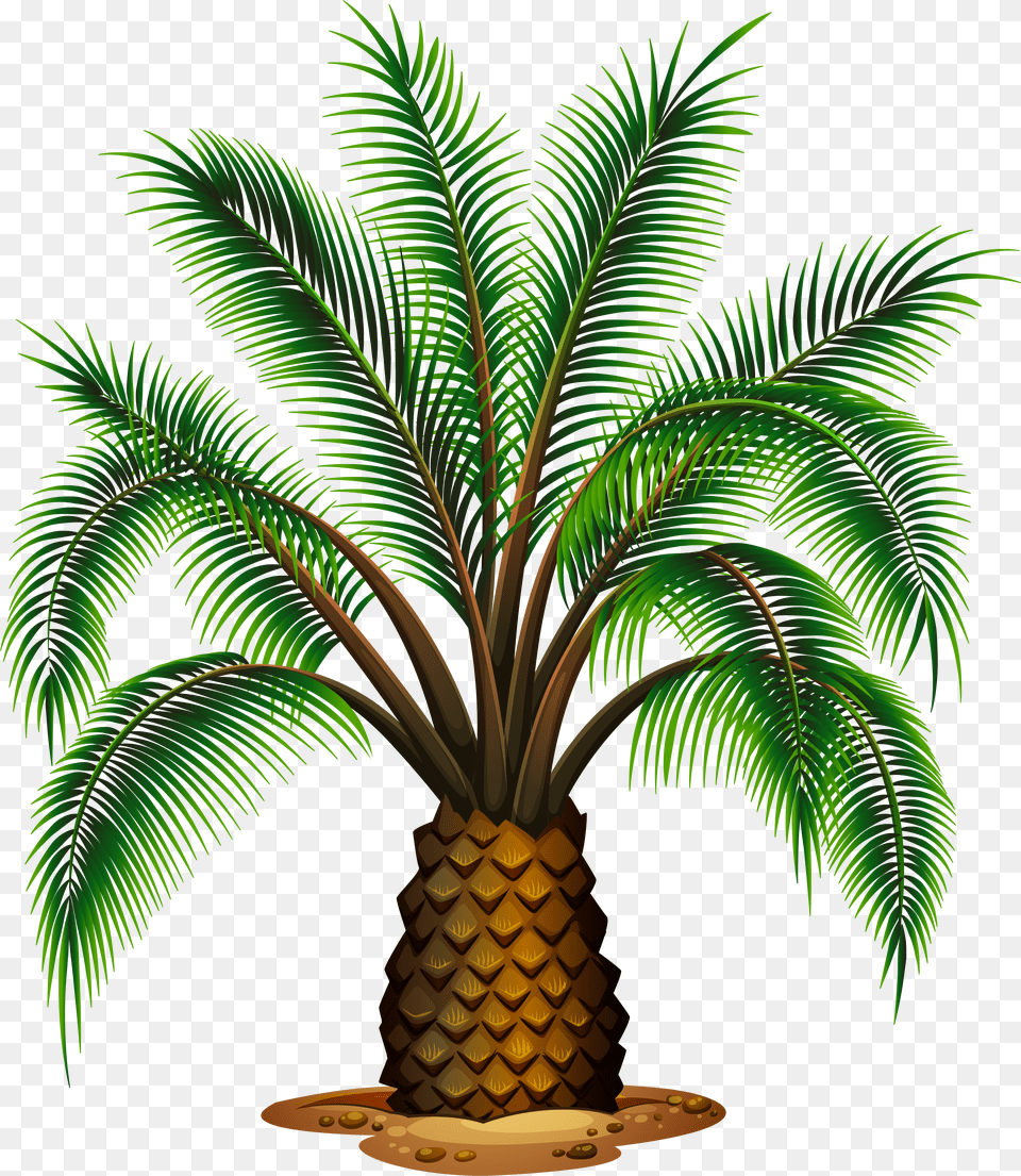 Kbyte V16 File Type Palm Tree Beach Types Of Palm Trees, Palm Tree, Plant, Food, Fruit Free Png Download