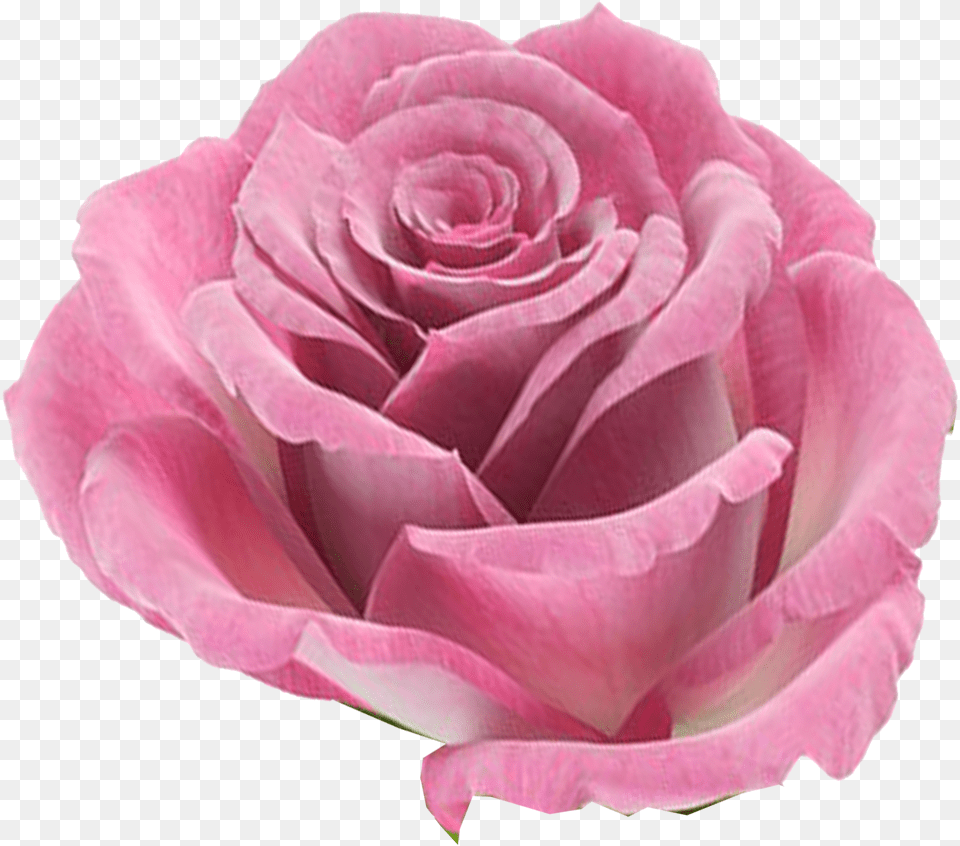 Kbytes Imagenes De Rosas En Formato, Flower, Petal, Plant, Rose Free Png Download