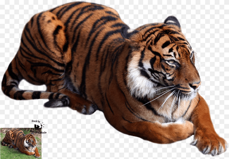 Kbytes Sorted, Animal, Mammal, Tiger, Wildlife Png Image