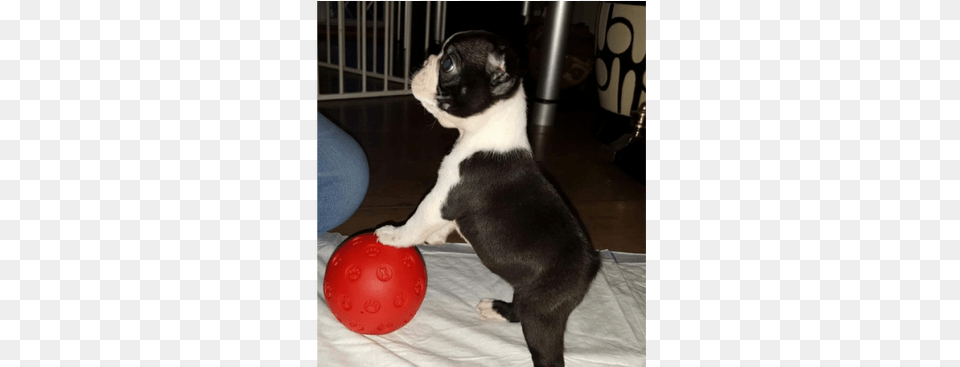 Kc Boston Terrier Puppies Singapore, Sport, Ball, Soccer Ball, Soccer Png Image