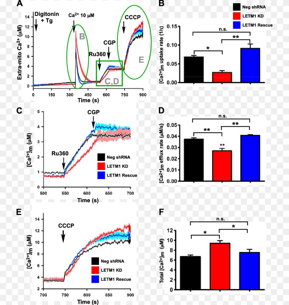 Kd Impairs Both Mitochondrial Influx And Efflux, Chart, Plot Free Png