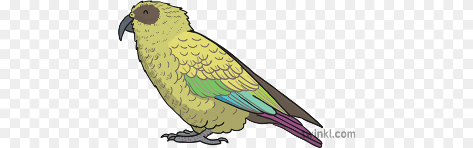 Kea Bird Illustration Twinkl Budgie, Animal, Parakeet, Parrot Free Transparent Png