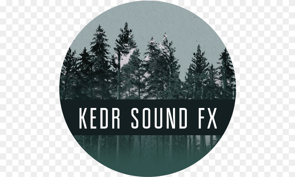 Kedr Sfx Christmas Tree, Pine, Fir, Vegetation, Plant Free Png Download