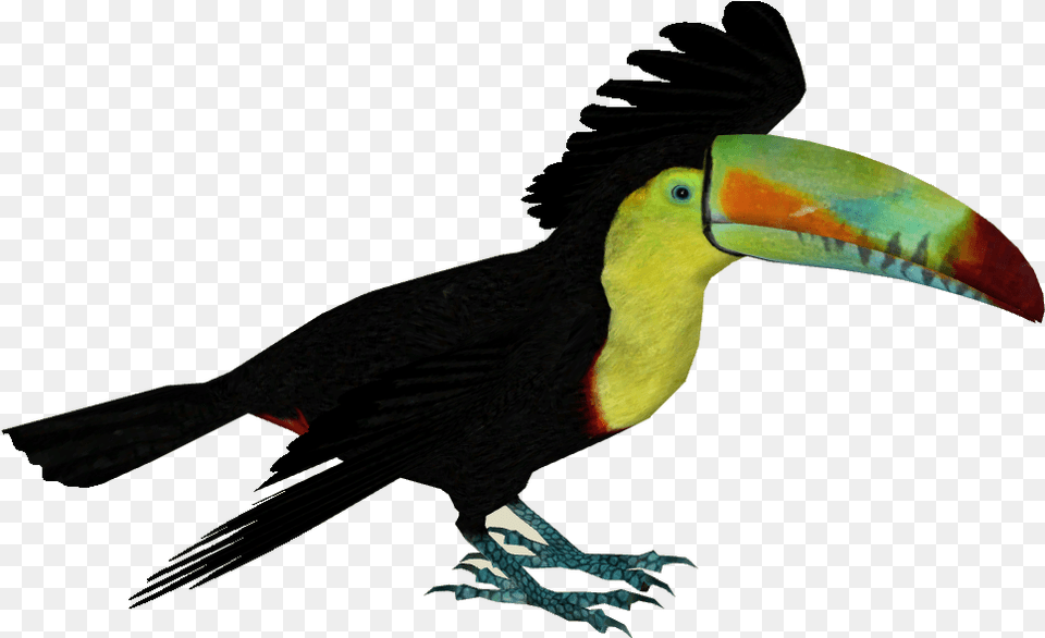 Keel Billed Toucan, Animal, Beak, Bird Png Image