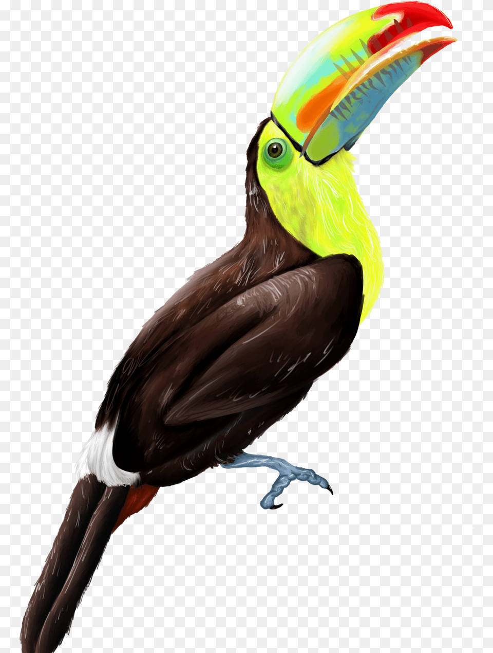 Keel Billed Toucan Keel Billed Toucan Transparent, Animal, Beak, Bird Png