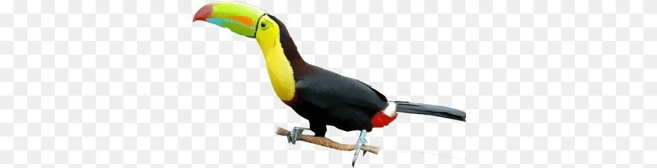 Keel Billed Toucan Keeled Billed Toucan, Animal, Beak, Bird Free Png