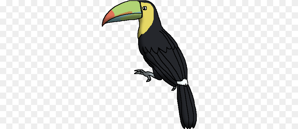 Keel Billed Toucan Wildlife Animal Pedia Wiki Fandom Red Billed Toucan Transparent, Beak, Bird, Person Png