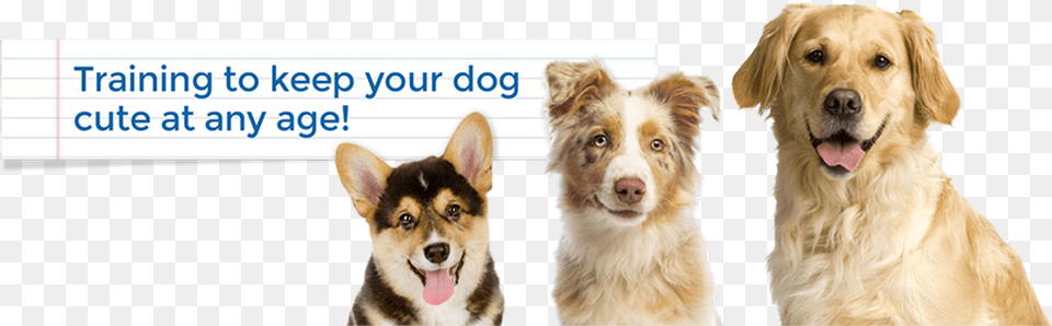 Keep It Cute Dog Training Alexandria Arlington Mclean Companion Dog, Animal, Canine, Mammal, Pet Free Transparent Png