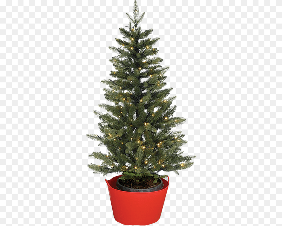 Keep The Roots Moist And Create Humid Air For The Tree Alive Christmas Tree, Plant, Christmas Decorations, Festival, Pine Png Image
