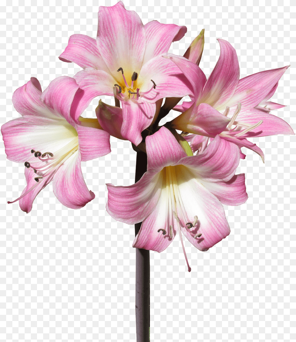 Keep Yesterday Today Tomorrow Plant, Flower, Anther, Amaryllis, Lily Free Png