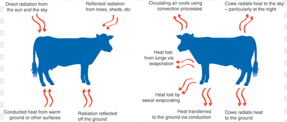 Keeping Cows Cool The Vet Group, Animal, Cattle, Cow, Livestock Free Png Download