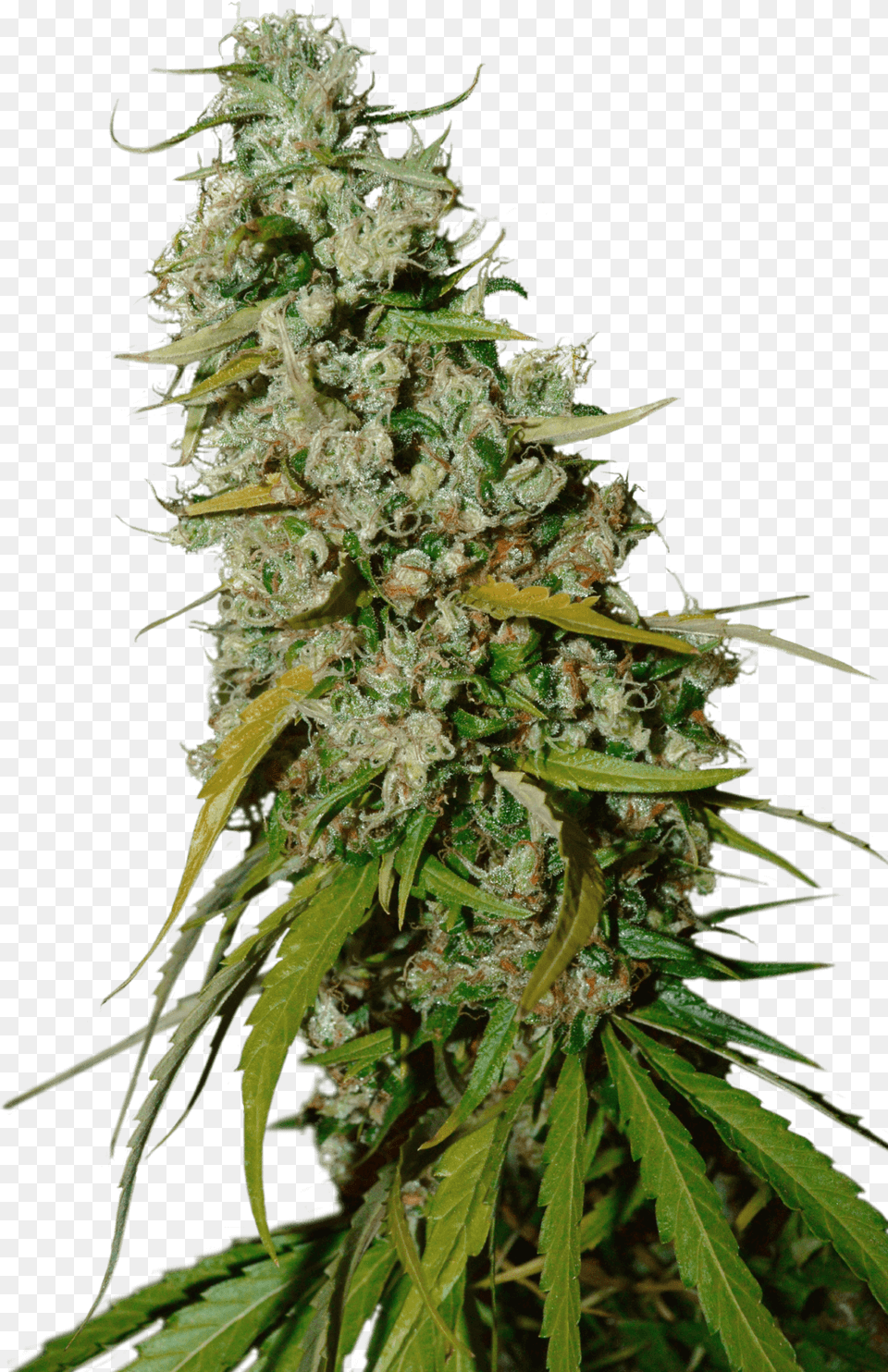 Kees Cannabis Sativa, Plant, Hemp, Weed, Grass Free Png Download