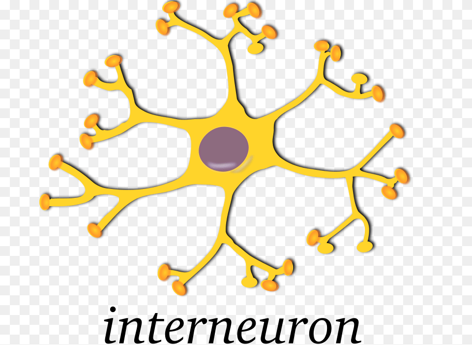 Keikannui Neuron Interneuron, Plant, Pollen, Accessories, Pattern Png Image