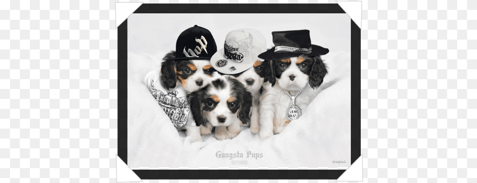 Keith Kimberlin Poster Gangsta Pups, Animal, Pet, Mammal, Hat Png Image