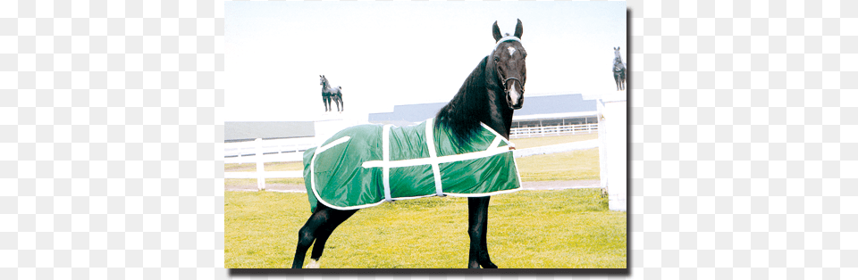 Kelly Green Amp White Classic Show Sheet And Matching Stallion, Clothing, Coat, Animal, Horse Png