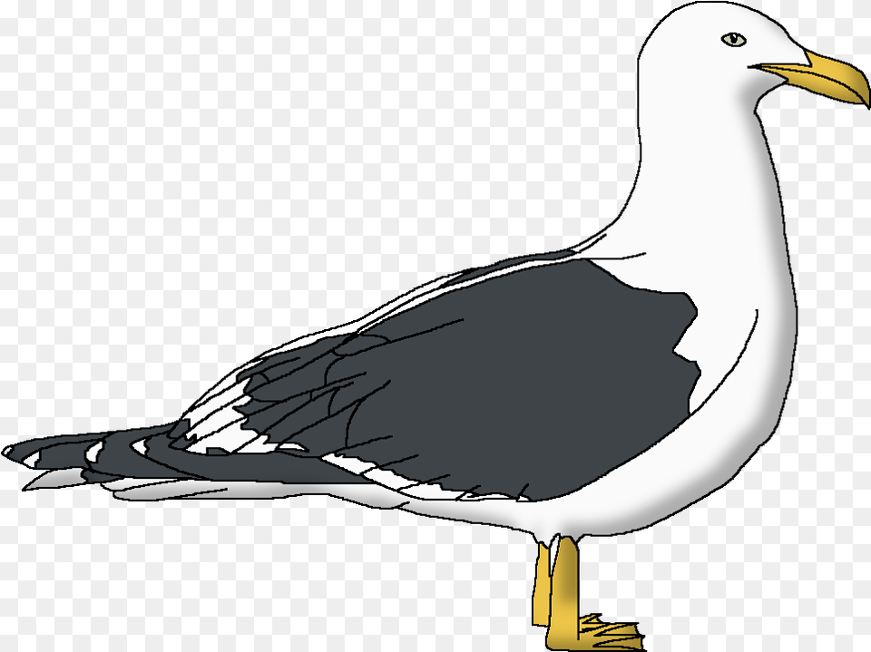 Kelp Gull Great Gull, Animal, Bird, Seagull, Waterfowl Free Transparent Png