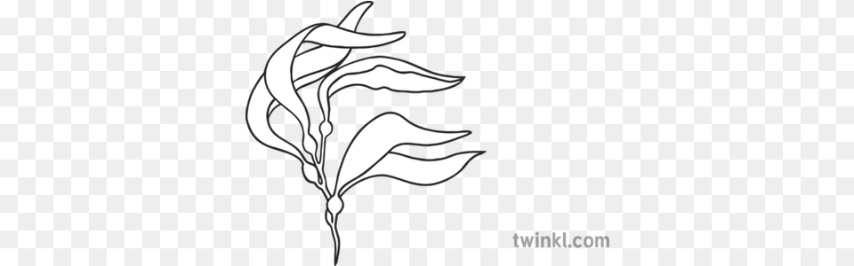 Kelp Plant Nature Water Classic Topics 150g On Scales, Stencil, Silhouette, Animal, Fish Free Transparent Png