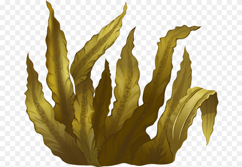 Kelp Seaweed Algae Deep Sea Tangles Seaweed, Leaf, Plant, Person Free Png Download