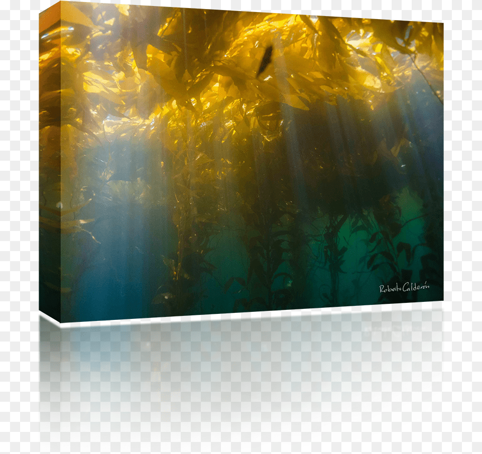 Kelp Shine Visual Arts, Aquatic, Water, Sunlight, Nature Free Transparent Png