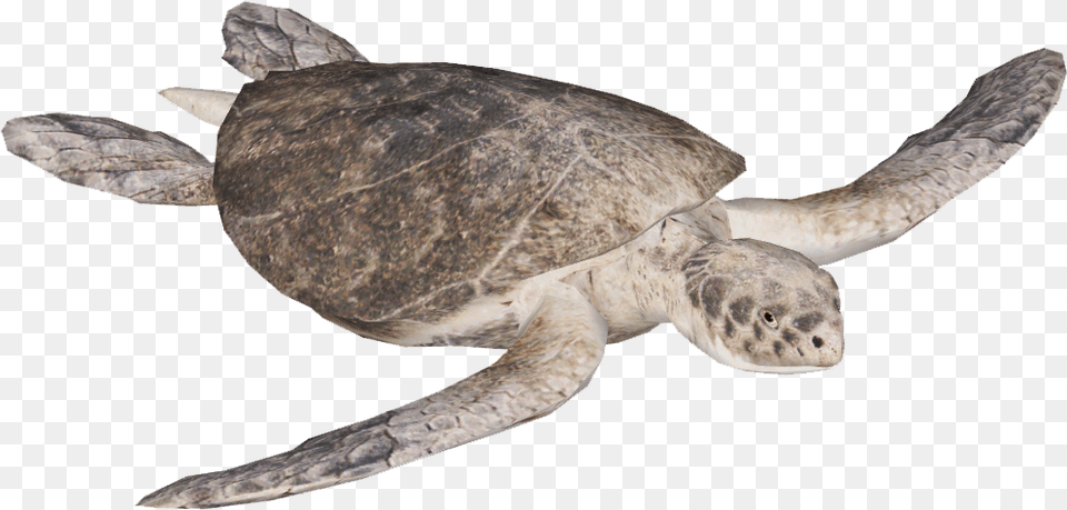 Kempquots Ridley Sea Turtle Kemp39s Ridley Sea Turtle, Animal, Reptile, Sea Life, Sea Turtle Free Transparent Png