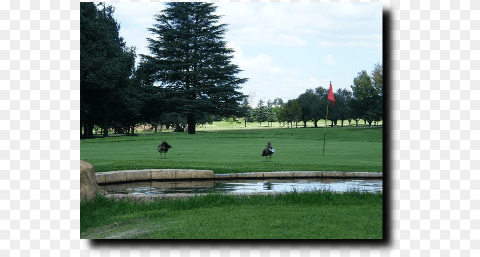 Kempton Park Golf Club, Field, Nature, Outdoors, Animal Png
