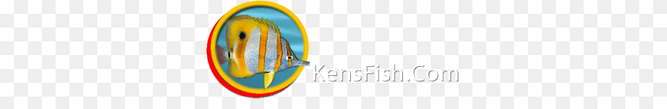 Kens Fish Link Directoy Tropical Fish Forums, Angelfish, Animal, Sea Life, Shark Free Transparent Png