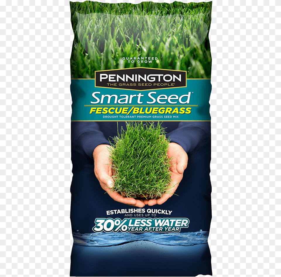 Kentucky Bluegrass Grass Seed, Advertisement, Food, Plant, Poster Png