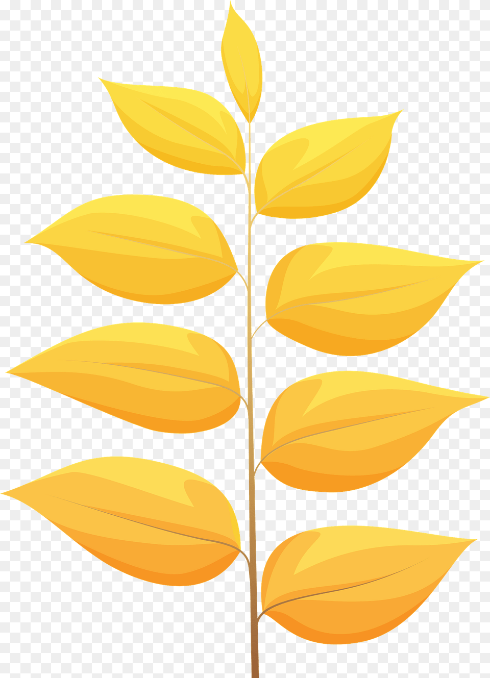 Kentucky Coffeetree Autumn Leaf Clipart, Plant, Flower, Herbal, Herbs Free Png Download