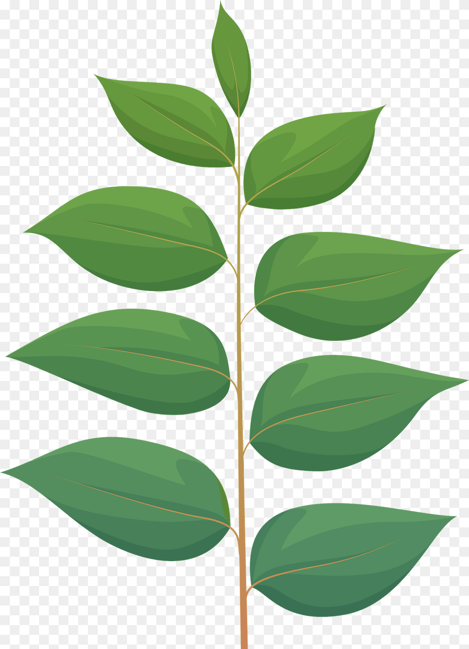 Kentucky Coffeetree Spring Leaf Clipart, Green, Plant, Tree, Herbal Free Transparent Png