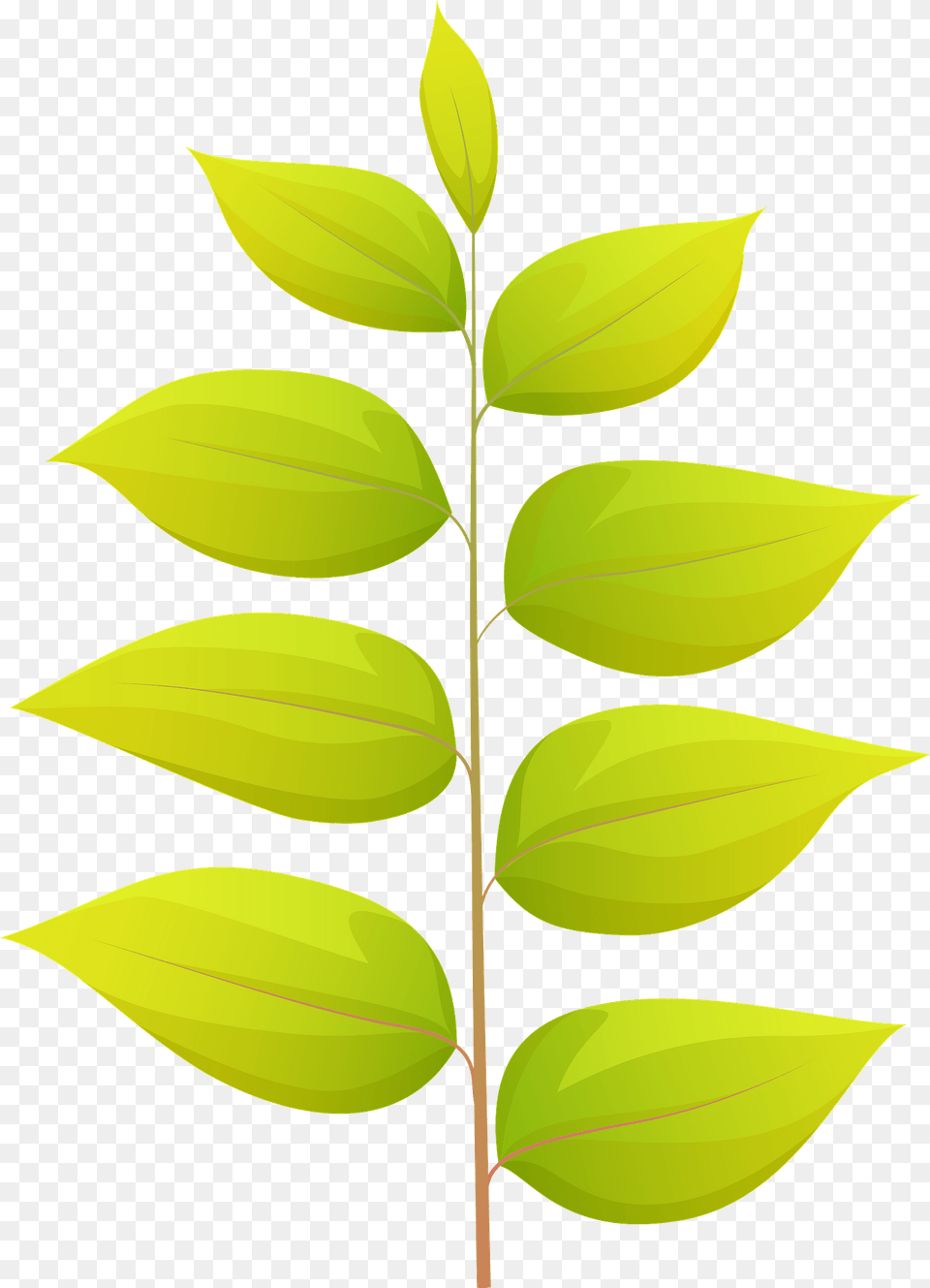 Kentucky Coffeetree Summer Leaf Clipart, Plant, Tree, Flower Free Png Download