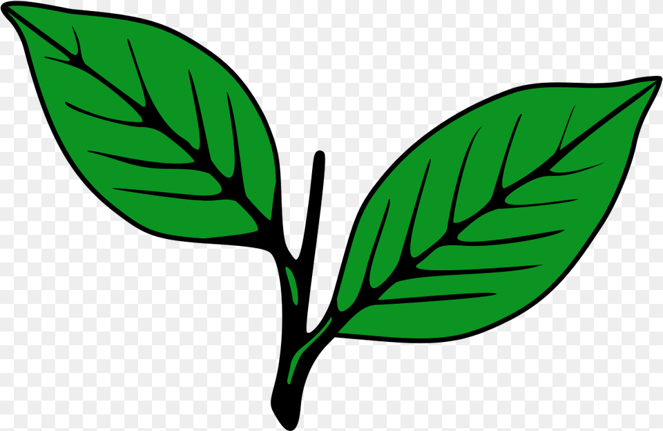 Kerala Congress Party Symbol, Leaf, Plant, Green, Annonaceae Free Png Download