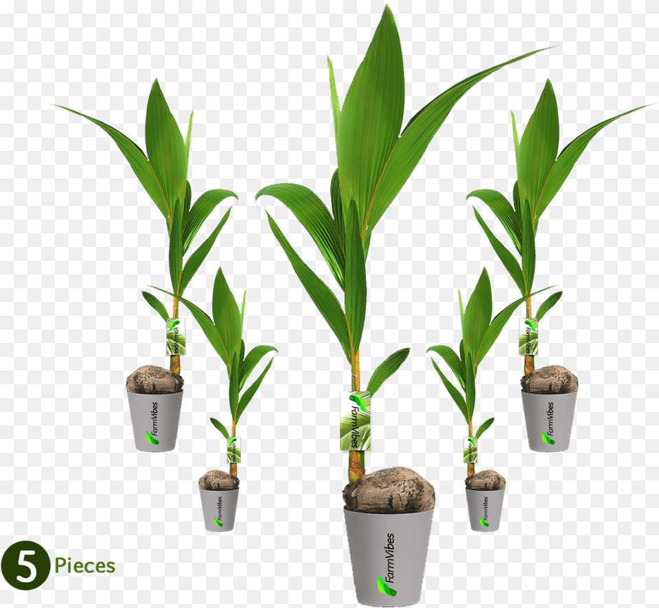 Kerala Dwarf Variety Coconut Tree Coconut Palm Plant, Leaf, Palm Tree, Cup, Disposable Cup Png Image