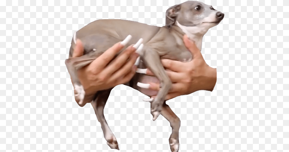 Kermit Jenna Marbles Transparent, Animal, Canine, Dog, Mammal Png Image