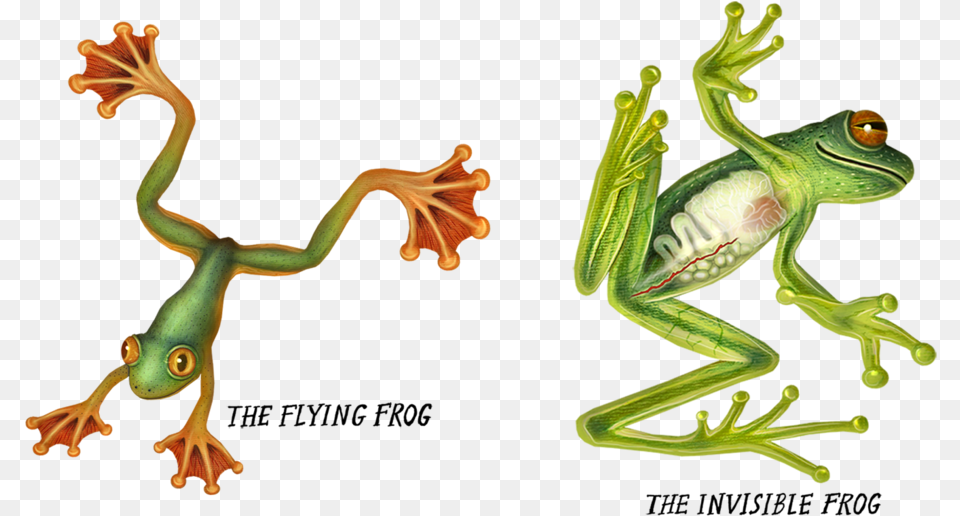 Kermit The Laying Down Frog Laying Down, Amphibian, Animal, Wildlife, Tree Frog Png Image
