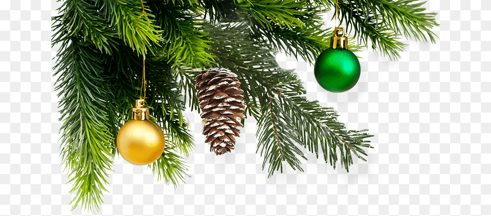 Kerst Afbeelding Witte Achtergrond, Tree, Plant, Conifer, Fir Free Png Download