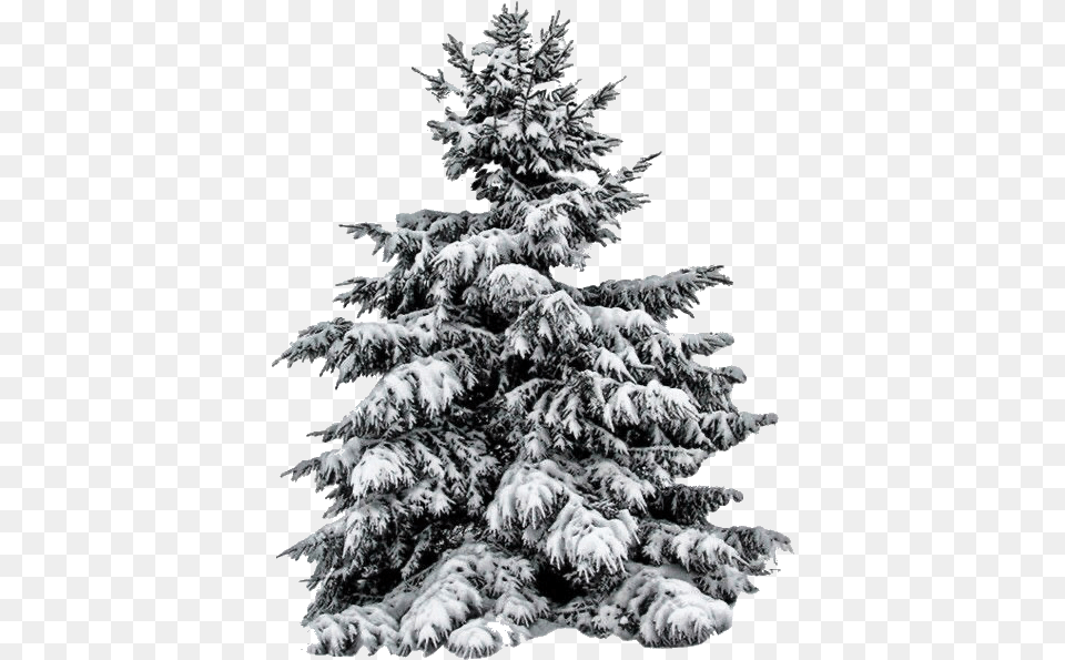 Kerstboom Met Witte Achtergrond, Fir, Pine, Plant, Tree Free Png Download